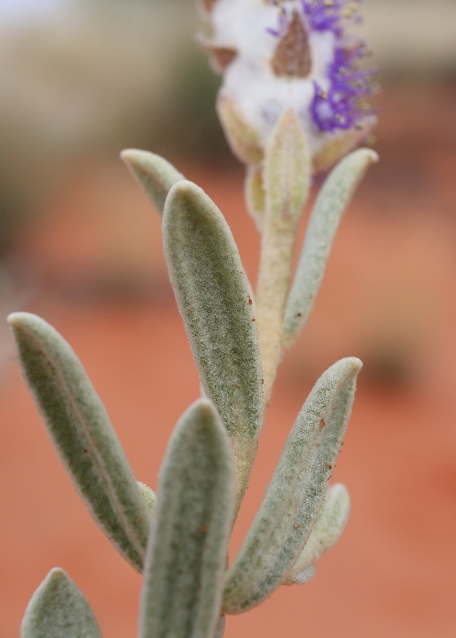 Australian Desert Plants Lamiaceae